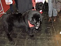 Heimtiermesse 2009   068
